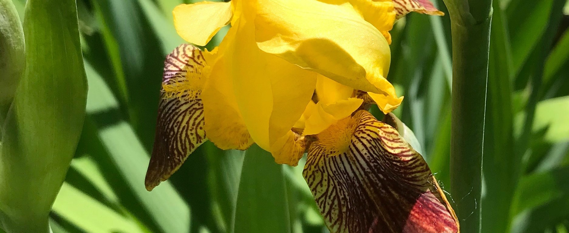 Yellow iris with maroon highilghts.
