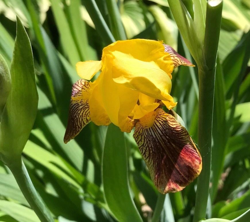 Yellow iris with maroon highilghts.