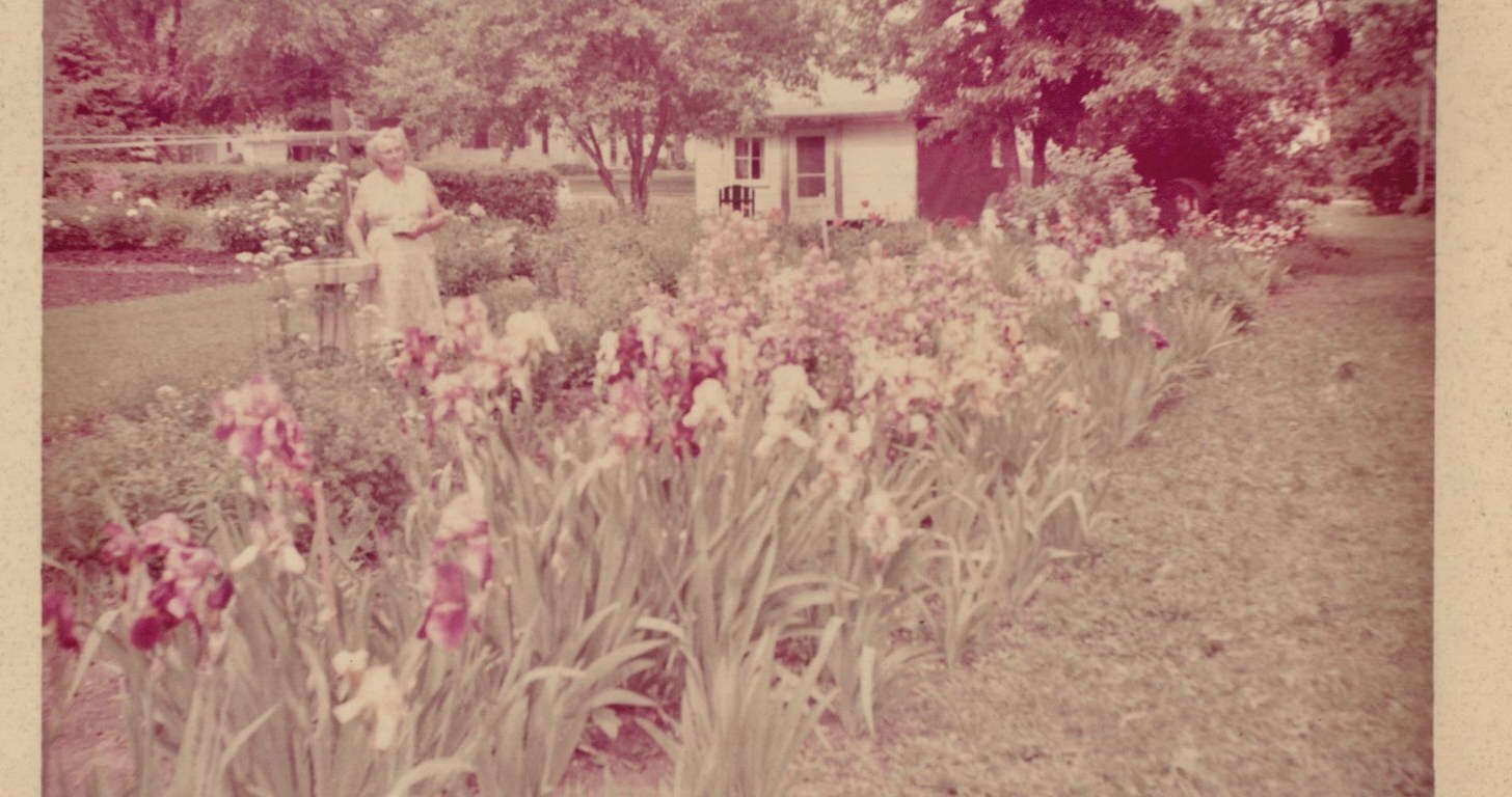 A six by twelve foot garden plot filled with blooming irises in shared of purples with white accents. The gardener is at the right, and the family home at the far end
