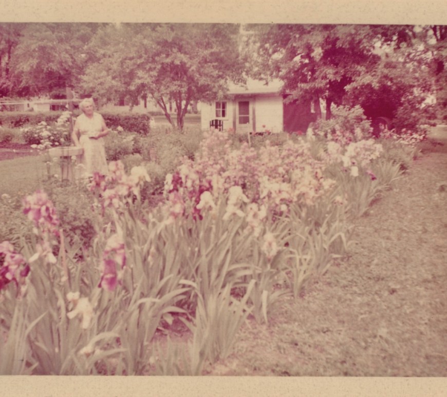 A six by twelve foot garden plot filled with blooming irises in shared of purples with white accents. The gardener is at the right, and the family home at the far end